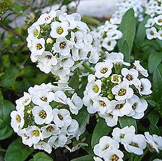 スイートアリッサム