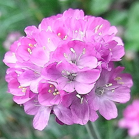 アルメリア