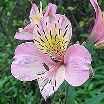 アルストロメリア