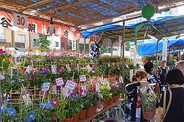 季節の花300の表紙の入谷の朝顔市