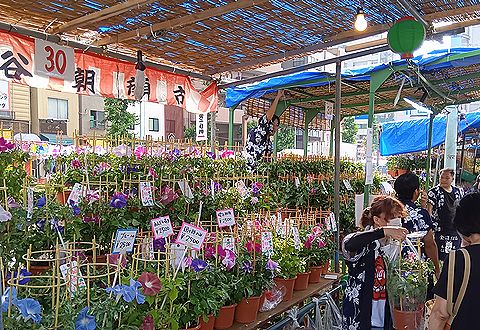 入谷の朝顔市