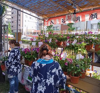 アサガオ、朝顔市