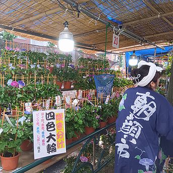 アサガオ、朝顔市