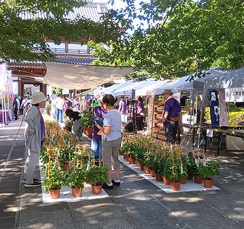 アサガオ、朝顔市