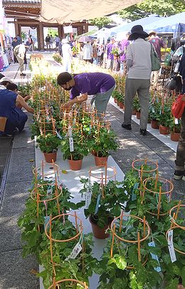 アサガオ、朝顔市