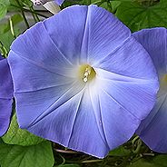 「西洋朝顔」の「ヘブンリーブルー」