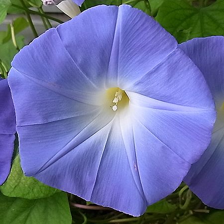 「西洋朝顔」の「ヘブンリーブルー」