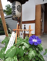 季節の花300の表紙の朝顔市