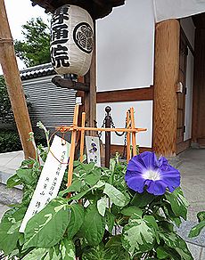 アサガオ、朝顔市