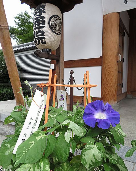 アサガオ、朝顔市