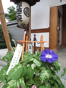 アサガオ、朝顔市