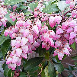 馬酔木（あせび） 馬酔木（アセビ）