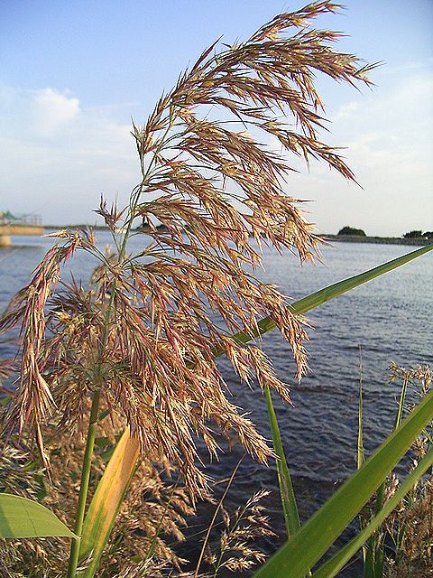 アシ、ヨシ