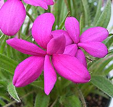 アッツザクラ、ロードヒポキシス