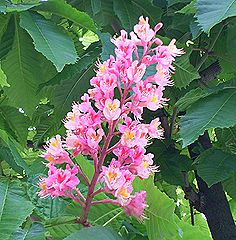 ベニバナトチノキ