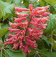 ベニバナトチノキ