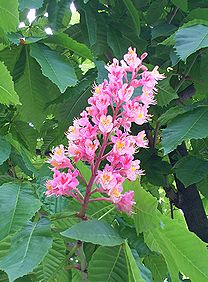 紅花栃の木 ベニバナトチノキ