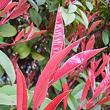 ベニカナメモチ