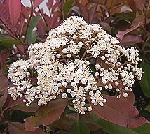 ベニカナメモチ