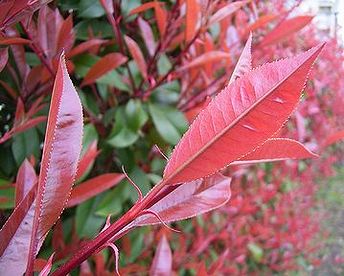 紅要黐 写真集 ２