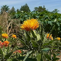 紅花ページ 紅花 | ニチノウのタネ オンラインショップ
