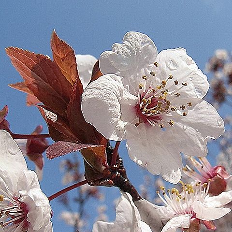 ベニスモモ