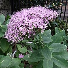 大弁慶草（オオベンケイソウ）