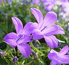 ベルフラワー、オトメギキョウ