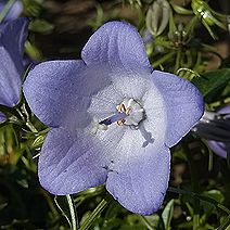 ベルフラワー、オトメギキョウ