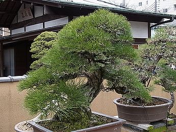 盆栽、BONSAI