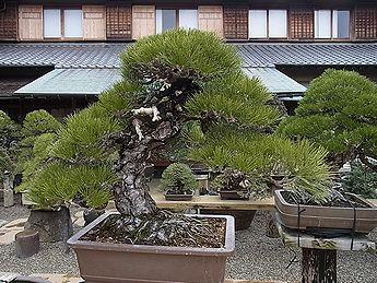 盆栽、BONSAI