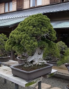 盆栽、BONSAI