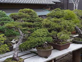 盆栽、BONSAI