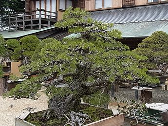 盆栽、BONSAI