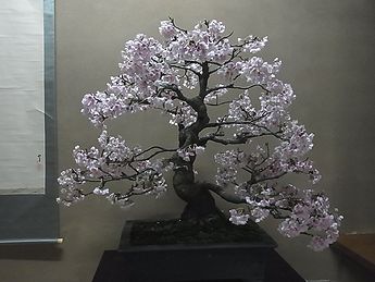 盆栽、BONSAI