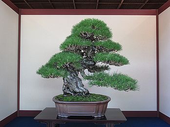 盆栽 (BONSAI) ３