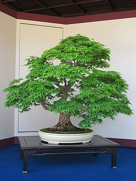 盆栽、BONSAI