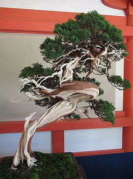 盆栽、BONSAI