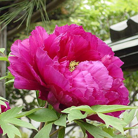 牡丹花 牡丹（ボタン）