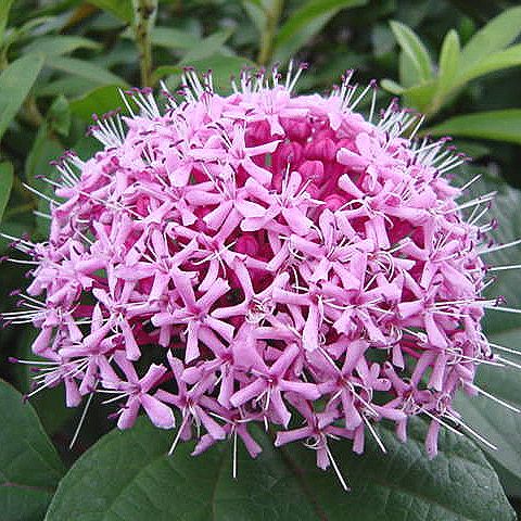 牡丹臭木（ぼたんくさぎ）小苗A〜大苗D 牡丹臭木（ボタンクサギ）