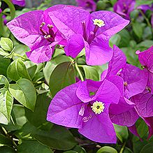 ブーゲンビレア