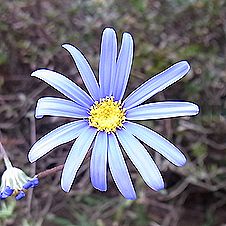 ブルーデージー