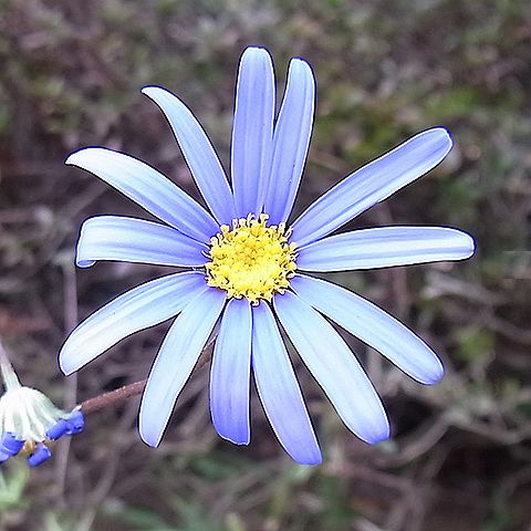 ブルーデージー