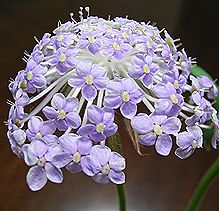 ブルーレースフラワー