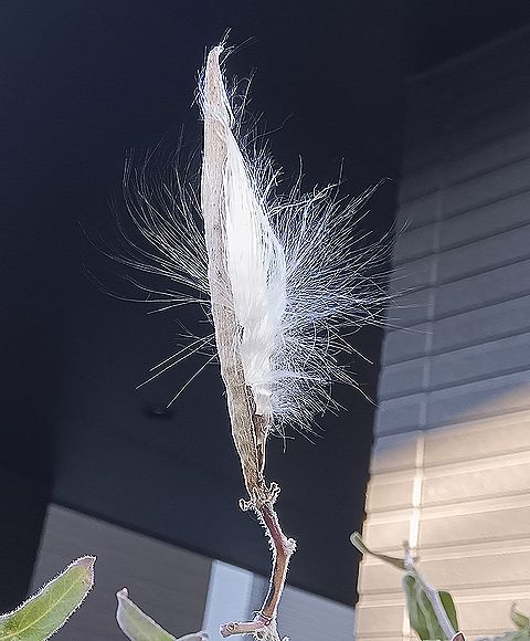 ブルースター