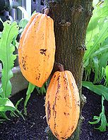 季節の花300の表紙のカカオの実