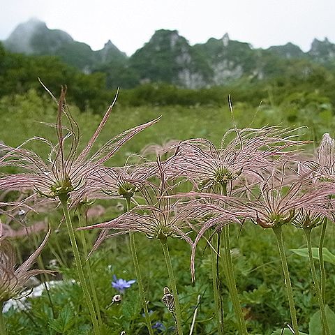 チングルマ