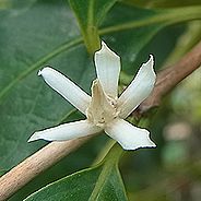 コーヒーの花