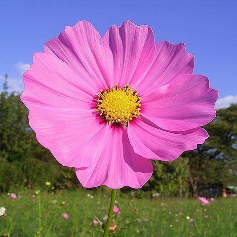 コスモスの花