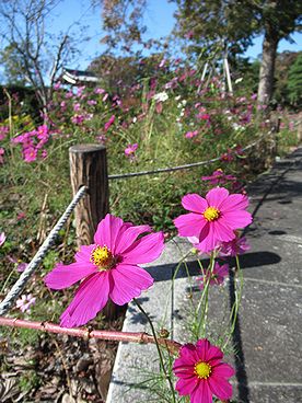 秋桜 写真集 ２